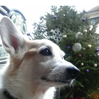 longpeaslast's profile picture. ジャンルとわず気になった本はとりあえず読みます。(自己啓発本だけは読みません）                                                                     
犬が好き。