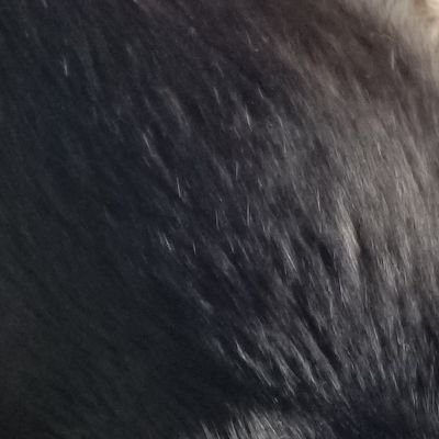 nekokw_'s profile picture. 