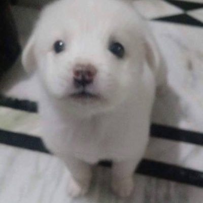 musichoii's profile picture. 쪼대로 사랑해