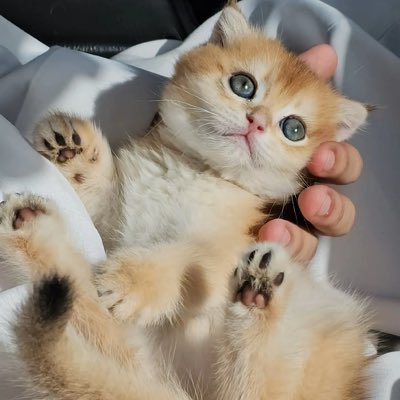 HebaFaris99's profile picture. 