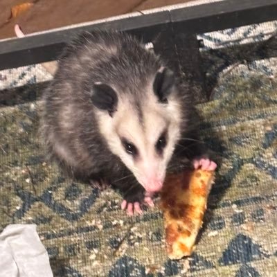 vinnie_app's profile picture. vinnieapp, help me! | le compte alternatif de @kittdotflac (majoritairement un compte francophone)