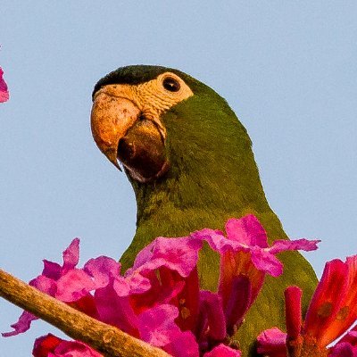 grandwizzardmam's profile picture. Photography and bird lover