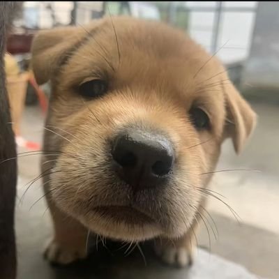 Kilo7Arc's profile picture. 🥀🥀🥀 TG: Flippa0x