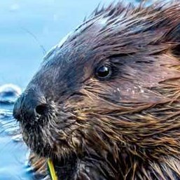 canadas_update's profile picture. Daily updates on the status of the. Canada 🇨🇦 🇨🇦 🇨🇦 🇨🇦