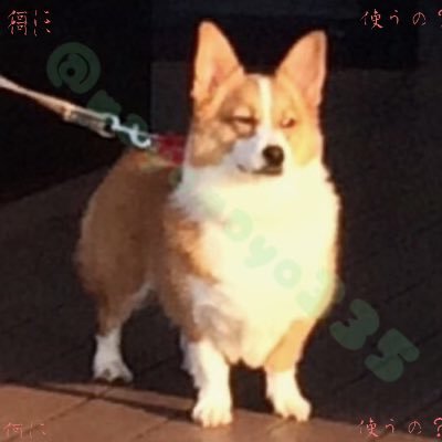 mayomayo335's profile picture. 