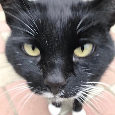 Sneba0's profile picture. https://t.co/kr3O1exFBG