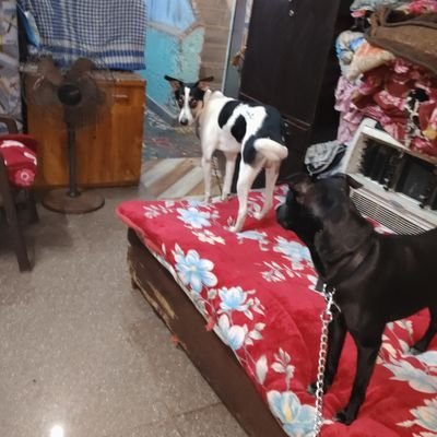 PaliwalShi94353's profile picture. Tanya boss