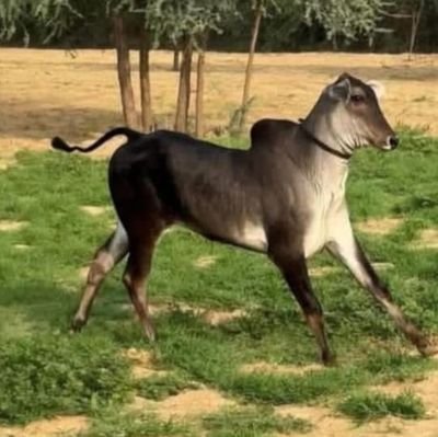 sohanjangid9009's profile picture. सबसे बड़ी कामचोर मेरे क्षेत्र की पुलिस है।
लेकिन सब के सब नहीं, कुछ भले लोग भी हैं महकमे में, जो न्याय व्यवस्था के फेफड़ों में ऑक्सीजन भरने जैसे काम करते हैं ।