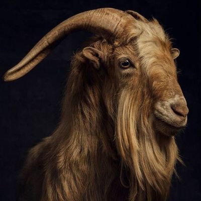 Captain_onfire's profile picture. CREATOR