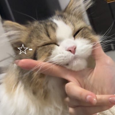 bellbabychuchu3's profile picture. 猫と美容♡
