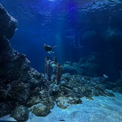 KoSchakal69's profile picture. 