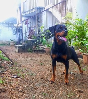 hauseofknights's profile picture. I am automatically attracted to you if you are a dog person#mybloodisblackandtan #Houseofknights#Pacesetterottweilerclub