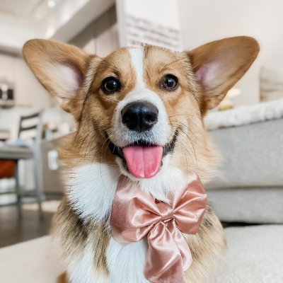 Butterfly12T's profile picture. ♡ Dogs are the best ♡ Be kind to animals ♡ I love corgis ♡
♡ Corgi is love ♡ Corgi is good ♡ Corgi is everything ♡