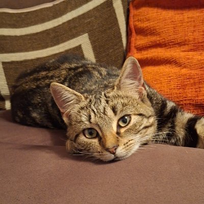 RachelPeredhel's profile picture. 28 🇮🇪