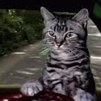 Ifyoudontholdit's profile picture. Toonces. The cat who could drive a car!
If you don't hold it, You Don't Own It !! 
Look Out!
Stack Silver & Gold
Butterflies & Teddybears...