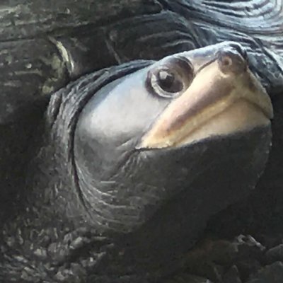 AriDotnow's profile picture. Embedded DSP. Audio algorithms. Real-time systems. ZK  C/C++/Nim.