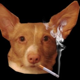 Emanuel6401243's profile picture. 