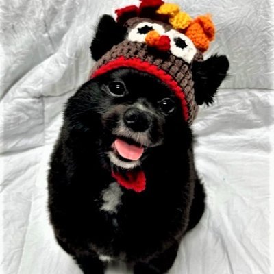 GraciesWorld3's profile picture. Princess Gracie Ann the Gracious. Tater Tot Squad, Captain in #ZSHQ, 31st President of Dog Twitter, TIME's Dog of Year. Trumpers, exit to the LEFT!