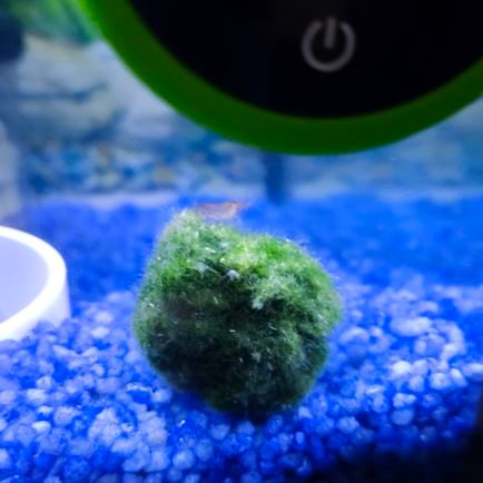 BlueLagoon890's profile picture. 