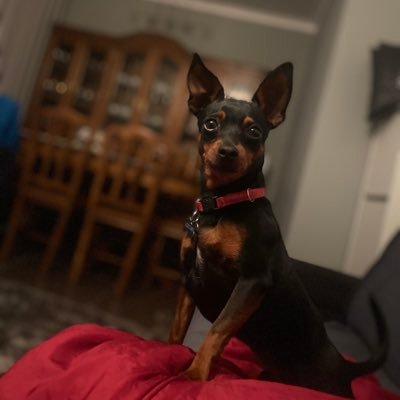 aforcaestaemnos's profile picture. desocupada da internet, má língua e fofoqueira!