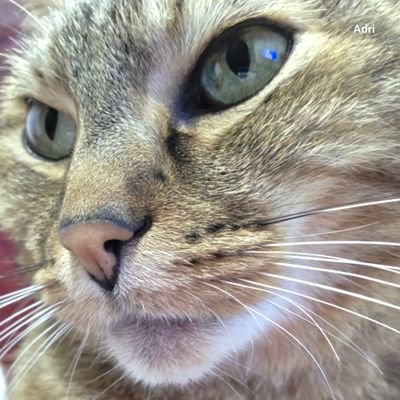 Osli2025's profile picture. Amo la vida, la naturaleza, los animales y a mis gatitos Paul 😺y Nino😺 💕💕estoy en contra del maltrato animal #LeyAngel