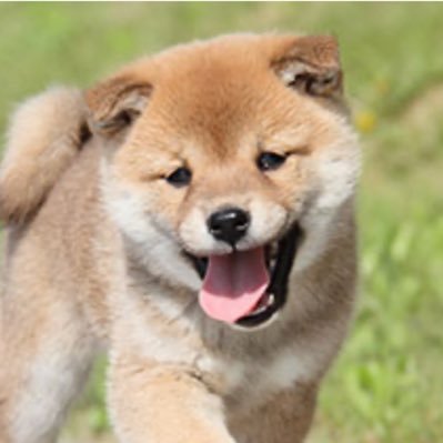 huku06270831's profile picture. 副業、ポイ活等々のためのアカウント