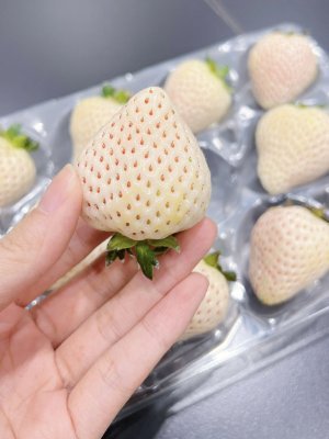 WaveSapphire's profile picture. 上昇相場ほど現金の比率を上げるタイプで、みんなが強気の時ほど慎重になる。逆張りではなく、生存本能みたいなもの