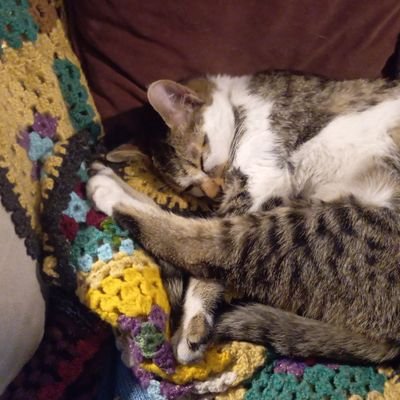 gulsenndy's profile picture. 🌺🕊️