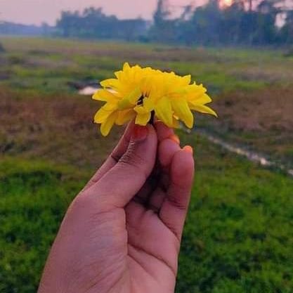 jahedul19010's profile picture. 