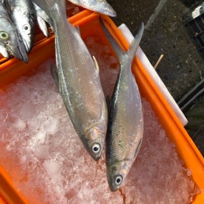 TIAzbJ3fJpIxMuw's profile picture. 