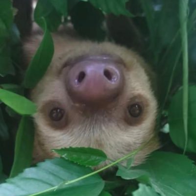 GIPPYHQ's profile picture. GUYINKPEN UNOFFICIAL HQ PAGE. ONLY TRUE GIPPIES ALLOWED ENTRY. NOT AFFILIATED WITH GUY INK PEN. JUST A SLOTH FAN.