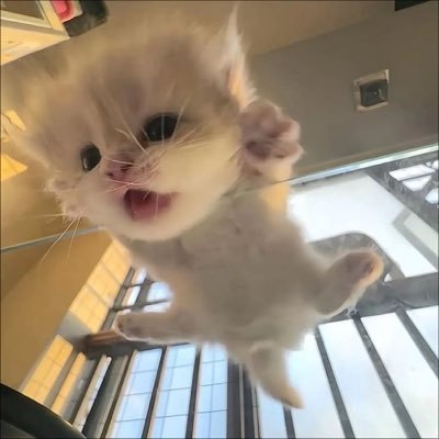 let_me_juz_meow's profile picture. 