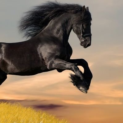 laboyanounoA's profile picture. guerrero de las legiones de la luz .