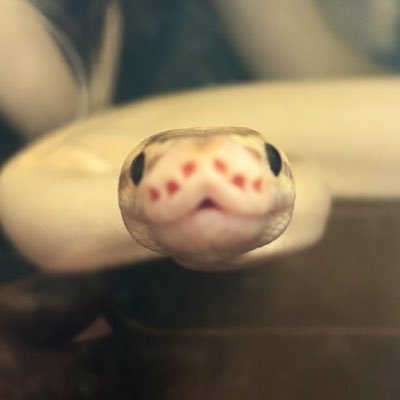 Nicos_ARK's profile picture. ⚔️ Reptile records ⚔️