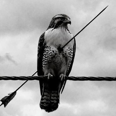 Jay_AFC5's profile picture. 