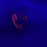 Triggerplug_vu's profile picture. 