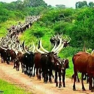 TagaMbaye10082's profile picture. Je vie célibataire