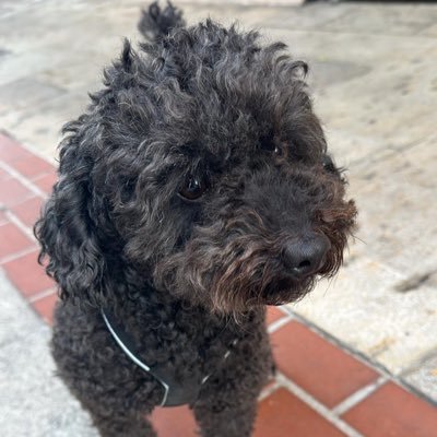 JOSELUI10442470's profile picture. Luchando. España siempre.🩵💙🩵💙