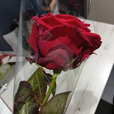 Kimperezoff's profile picture. 