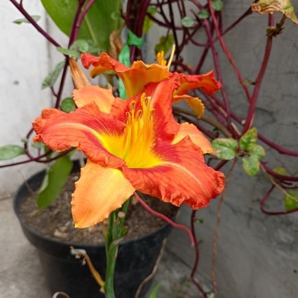 leta_saltzman's profile picture. 