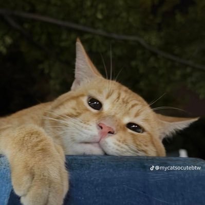 samidoooo's profile picture. 