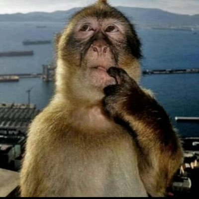 namwobdivad's profile picture. cal giants niners warriors