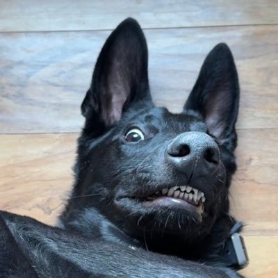 SaltyPatriot47's profile picture. America First, NOT America only! 🇺🇸🇺🇸🇺🇸 I support our foreign allies Moody old lady that misspells words. High probability I won’t agree with you