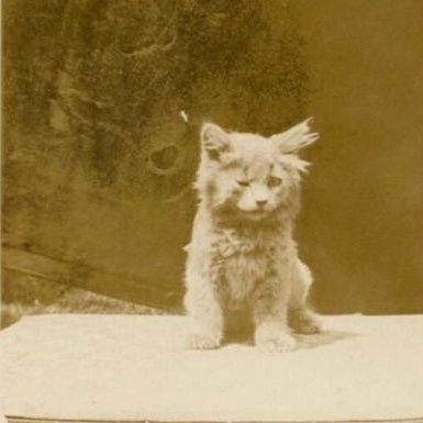 stonewindow's profile picture. Catholic, Heritage American, blue collar philosopher