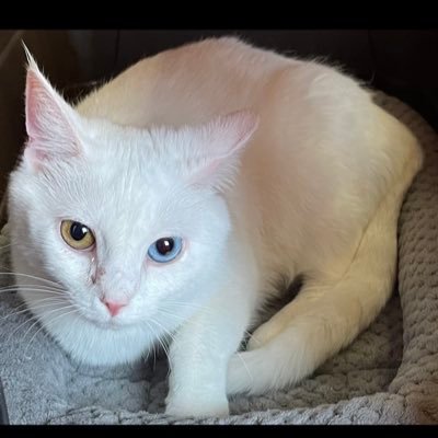 Delztweet's profile picture. Make sure to follow me on Rumble https://t.co/5DeHFkntq9 YouTube https://t.co/3T0tj3hwC2