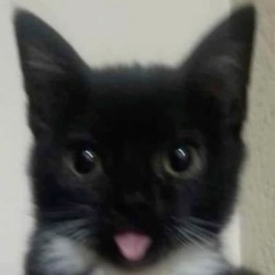 chippiesalt's profile picture. French alt | wip art