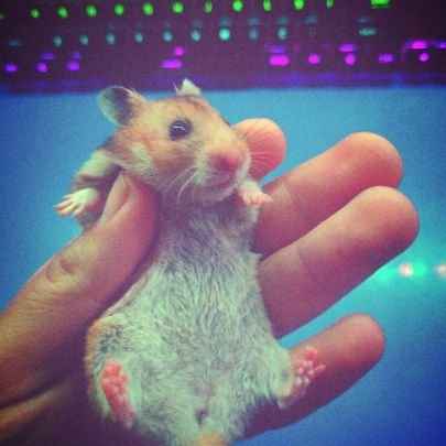 rexeusoo's profile picture. suck my cucumber