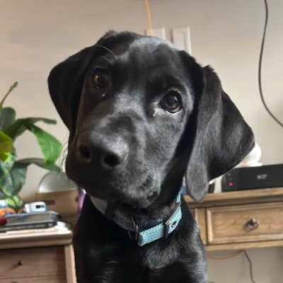 Mr_Slippy_Fist_'s profile picture. $ADA $SOL $VRA #yankees #nygiants #brooklynnets