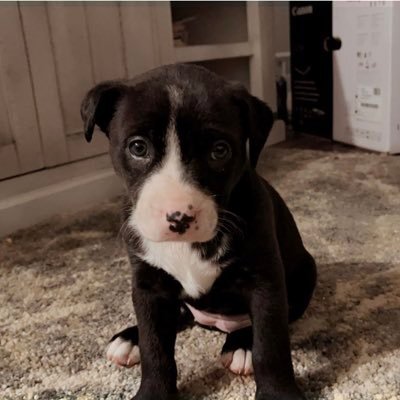 shylo0068's profile picture. 