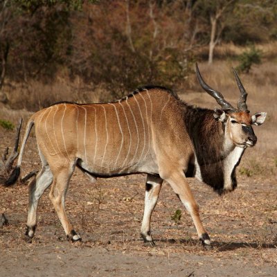 JosChimutso's profile picture. zimbabwen  hustler living in south africa